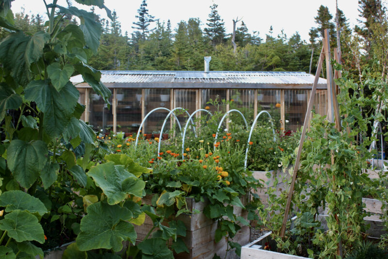 Image of a wooden garden building behind a lush vegetable garden, coloured with some small flower blooms.